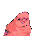 Party Annoyed Bird